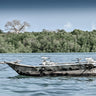 Baobab Terns