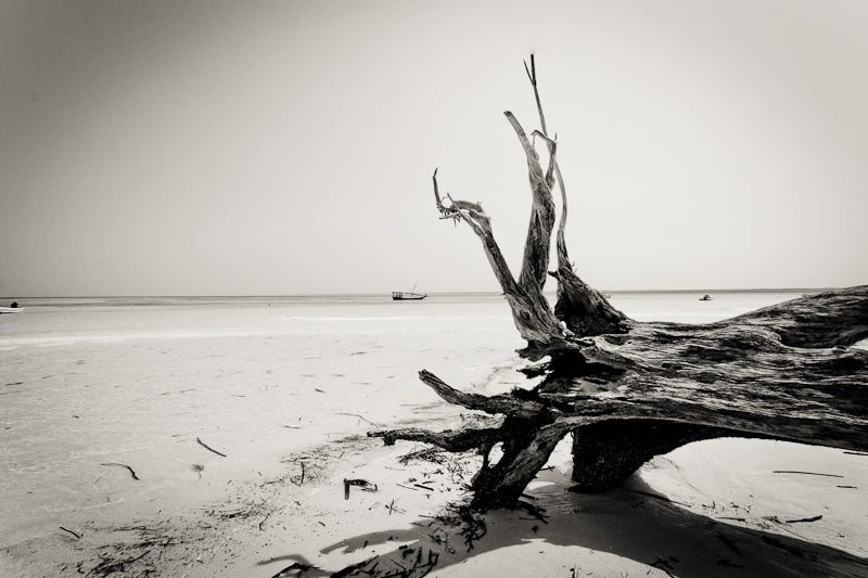 Tree trunk artwork