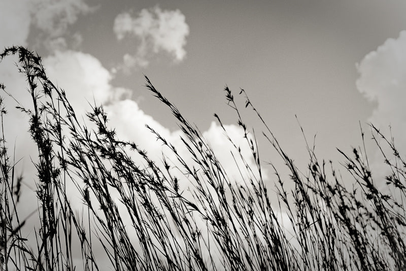 Reeds fine art